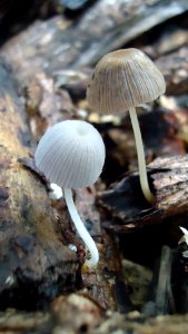 Coprinopsis sp. - Mindanao, Philippines