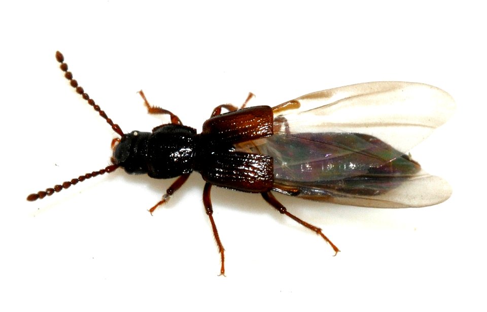 Coprophilus-striatulus-10-fws