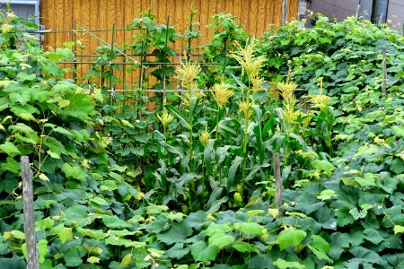 Corn - Mutsu, Aomori - DSC00152
