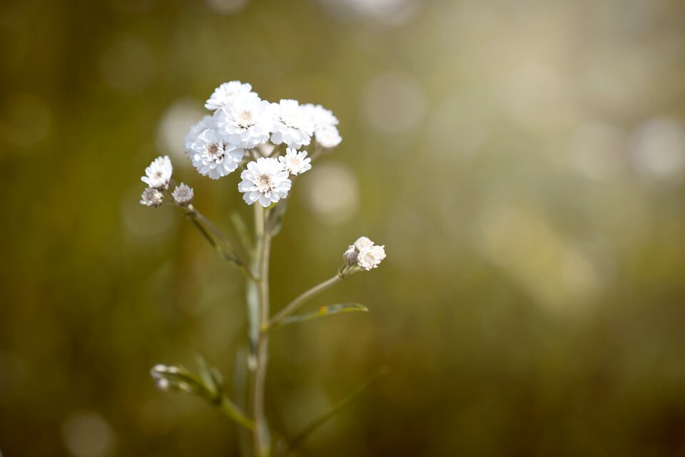 Flowers white white flowers