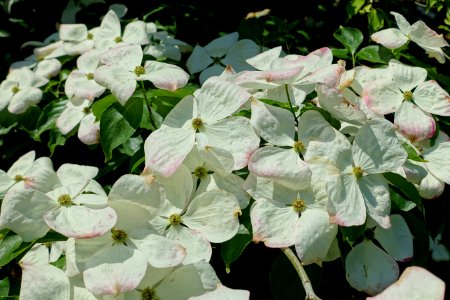 Cornus 'Celestial' - Savill Garden - Windsor Great Park, England - DSC06242