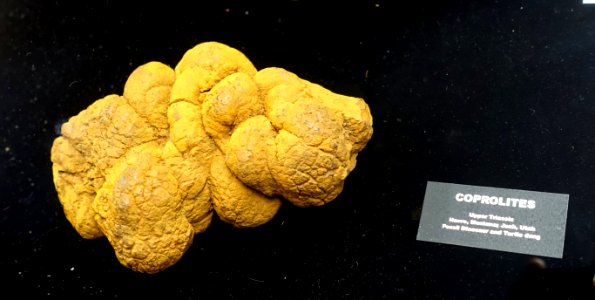 Coprolite 2 of 2, Upper Triassic period - University of Arizona Mineral Museum - University of Arizona - Tucson, AZ - DSC08567