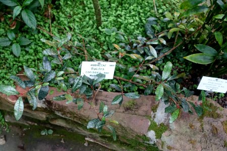 Coptosperma cymosum (Rutidea coriacea) - Botanischer Garten - Heidelberg, Germany - DSC01006