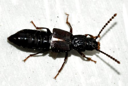 Coprophilus-striatulus-01-fws