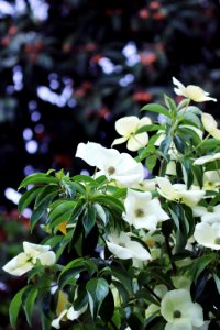 Cornus hybrid IMG 0302-1