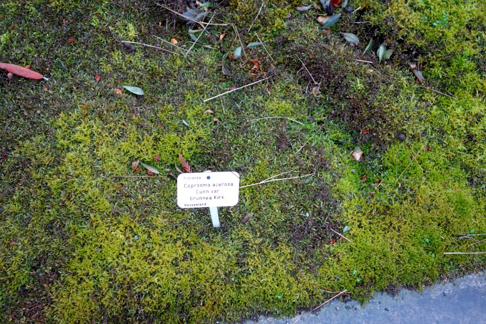 Coprosma acerosa - Botanischer Garten, Dresden, Germany - DSC08399