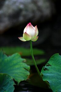 Mein buddhism green
