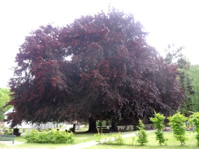 Copper Beech graveyard Udersleben