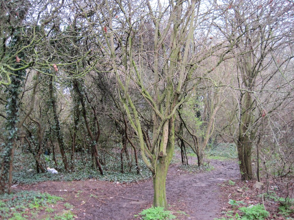 Copthall South Fields wood
