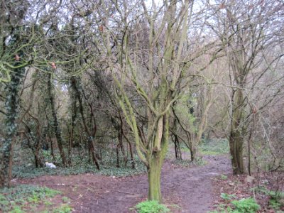 Copthall South Fields wood