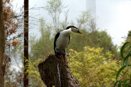 Cormorant-Melbourne-Zoo-20070224-033