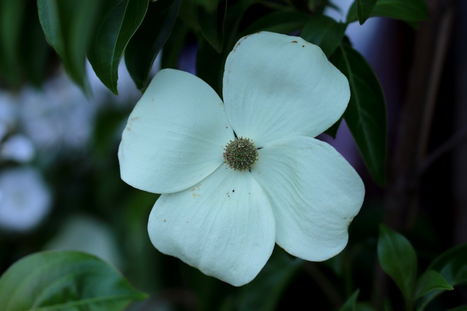 Cornus hybrid IMG 0271-