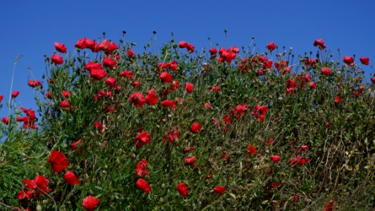Coquelicots - Bretagne