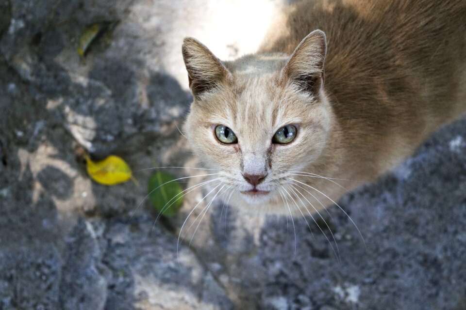 Feline look animal pussycat