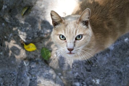 Feline look animal pussycat photo