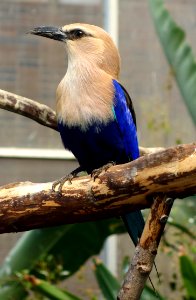 Coracias cyanogaster - National Aviary - DSC05735