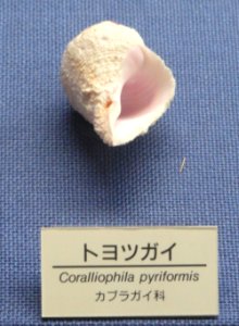Coralliophila pyriformis - Osaka Museum of Natural History - DSC07839