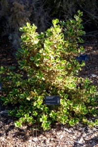 Coprosma repens 'Pink Splendor' - Leaning Pine Arboretum - DSC05808