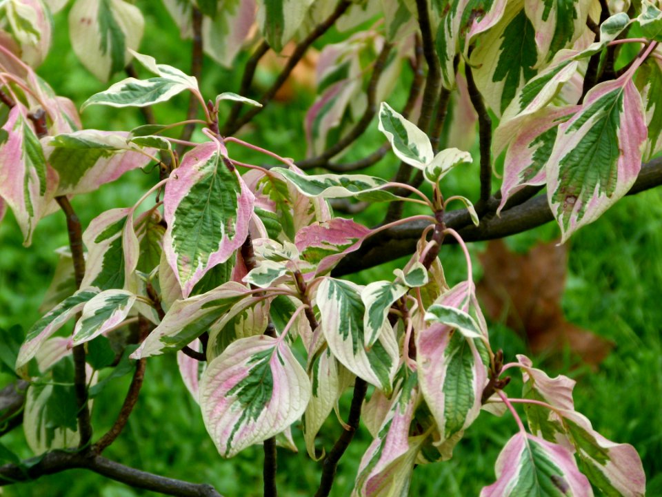 Cornus alternifolia bb1
