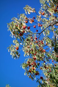 Cornus capitata - Quarryhill Botanical Garden - DSC03266