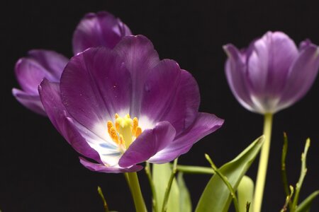 Violet yellow white