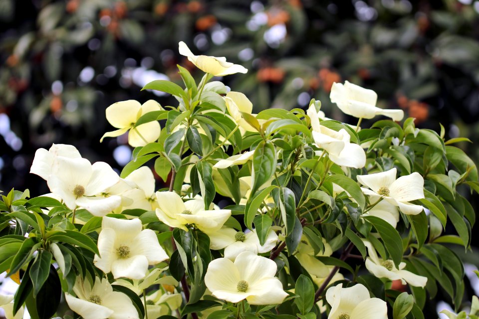 Cornus hybrid IMG 0301-1