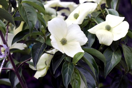 Cornus hybrid IMG 0287-1