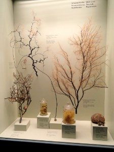 Coral exhibit - Naturmuseum Senckenberg - DSC02154