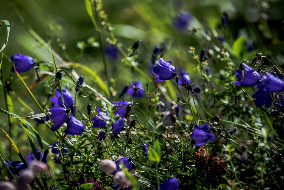 Blue pointed flower nature