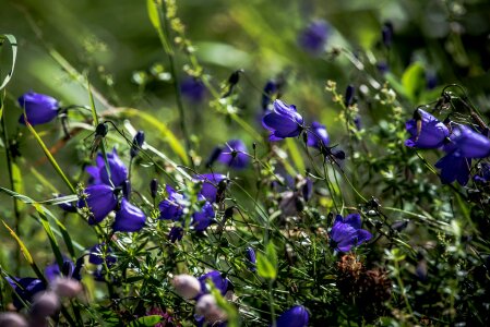 Blue pointed flower nature photo