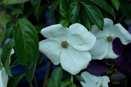 Cornus hybrid IMG 0269-