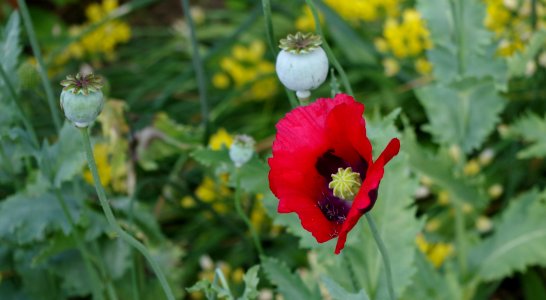 Coquelicots - Parc floral 8