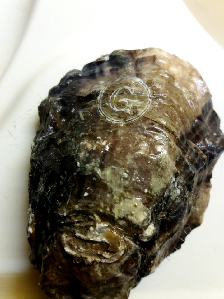 Coquille d'huître Gillardeau marquée au laser