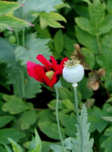 Coquelicots - Parc floral 7