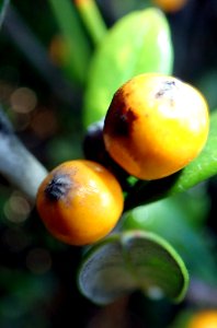 Corokia macrocarpa 49966765