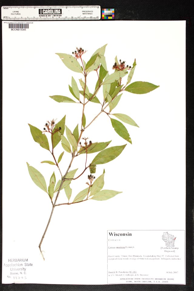 Cornus racemosa Union Wisconsin