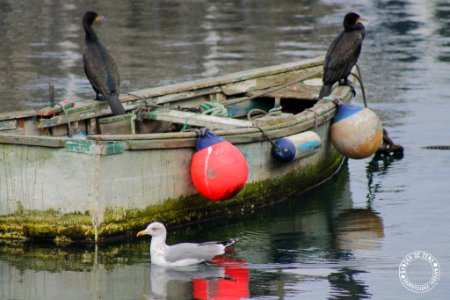 Cormorant (176955067)