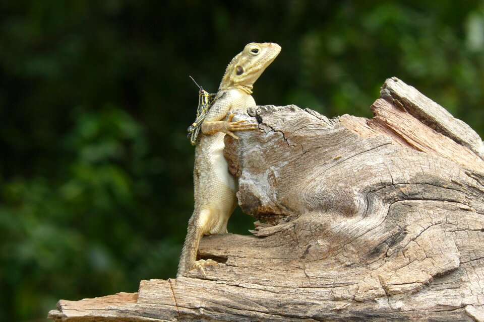 Green animal environment