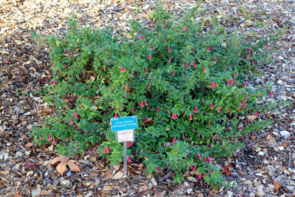Correa calycina - San Luis Obispo Botanical Garden - DSC05869