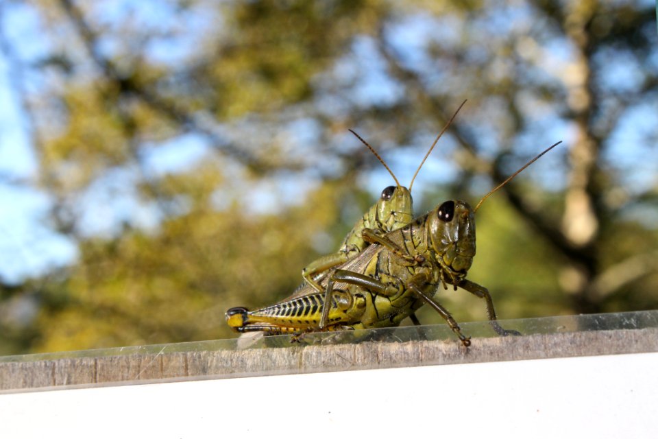 Copulating grasshoppers