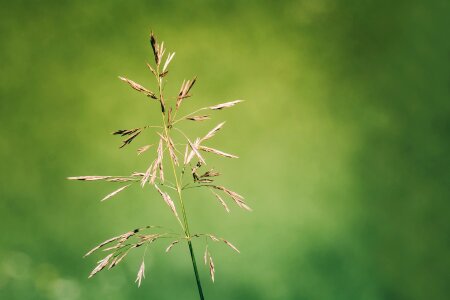 Grass ear grass seed close up