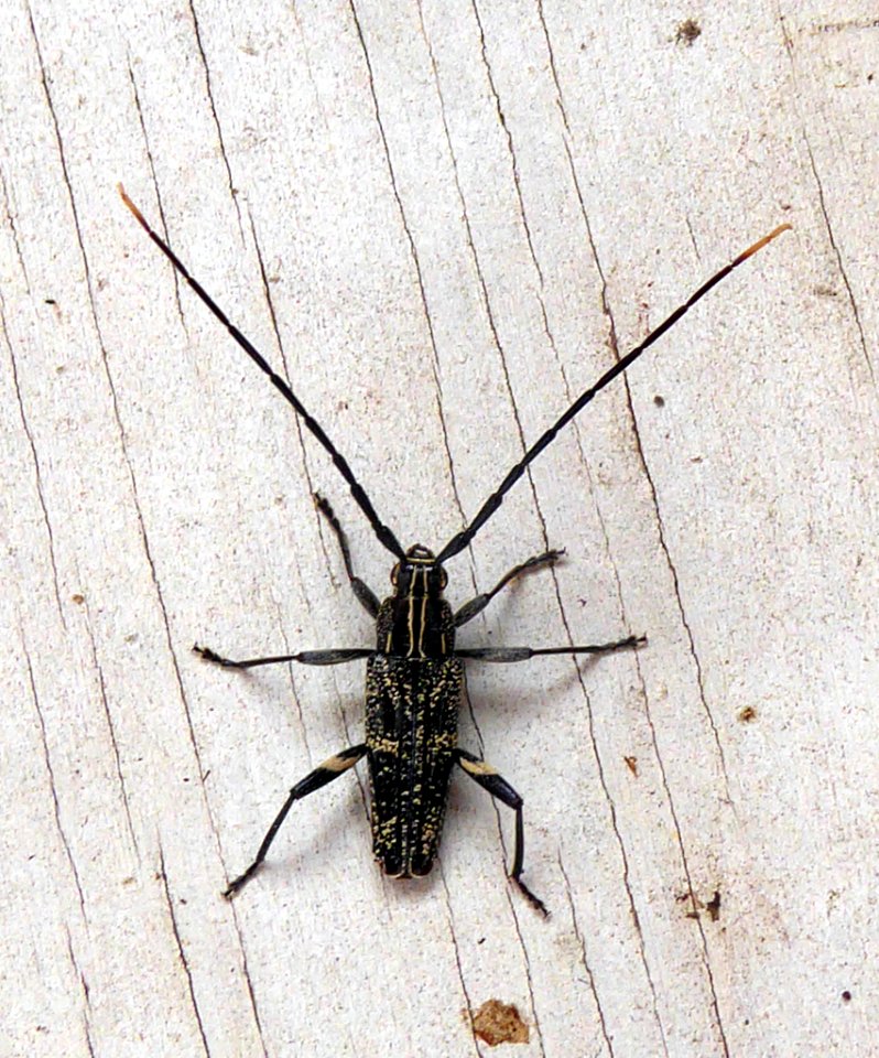 Coptomma variegatum 7337048