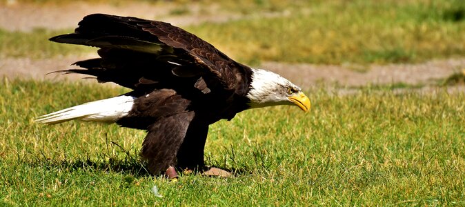 Raptor bald eagle bird of prey photo