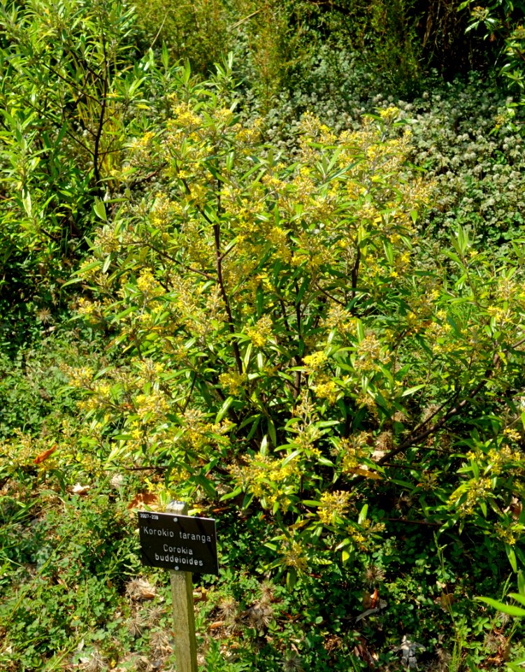 Corokia buddleioides - Savill Garden - Windsor Great Park, England - DSC05998