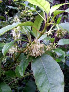 Coprosma grandifolia by Peter de Lange