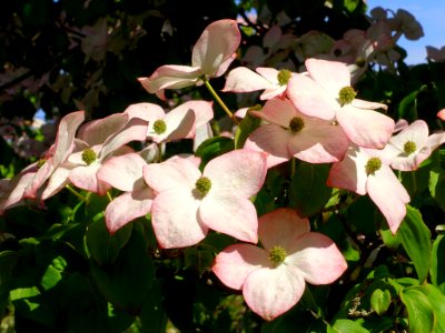 Cornus kousa 'Satomi' - VanDusen Botanical Garden - Vancouver, BC - DSC06750c