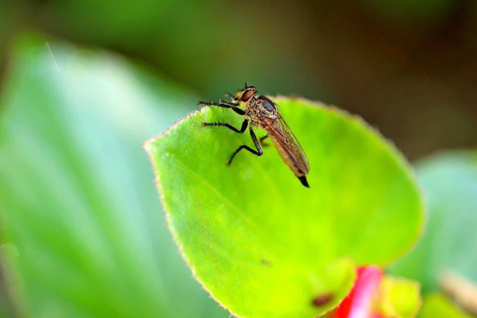 Insects park arboretum
