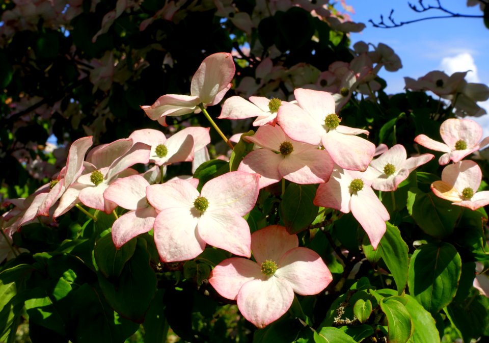 Cornus kousa 'Satomi' - VanDusen Botanical Garden - Vancouver, BC - DSC06750