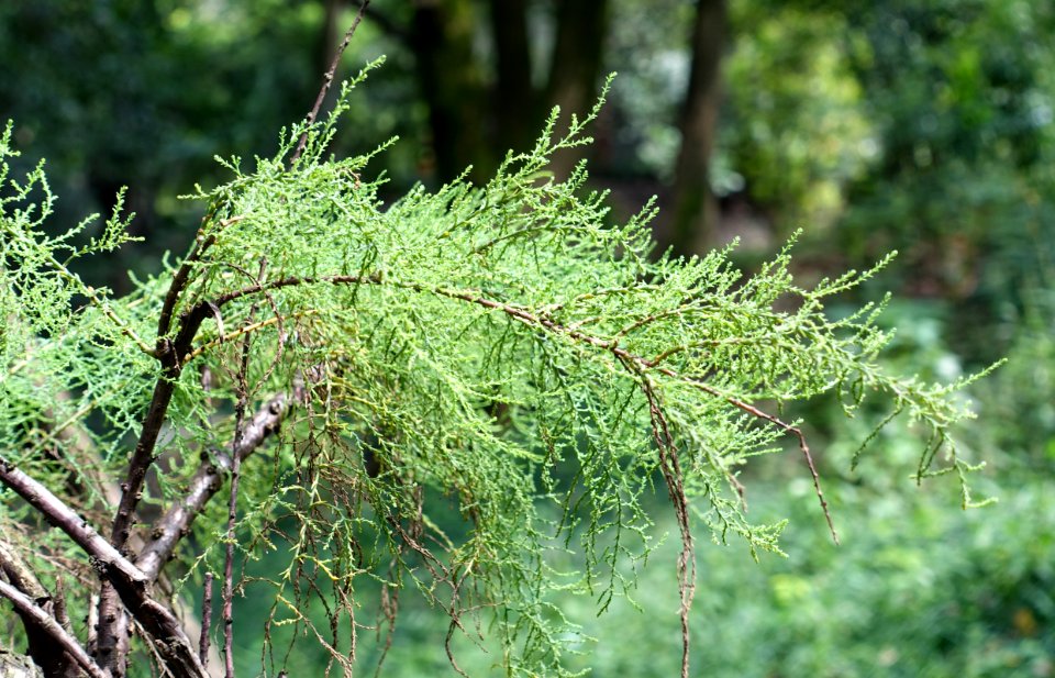 Cornus capitata (Dendrobenthamia capitata) - Chengdu Botanical Garden - Chengdu, China - DSC03398