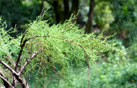 Cornus capitata (Dendrobenthamia capitata) - Chengdu Botanical Garden - Chengdu, China - DSC03398